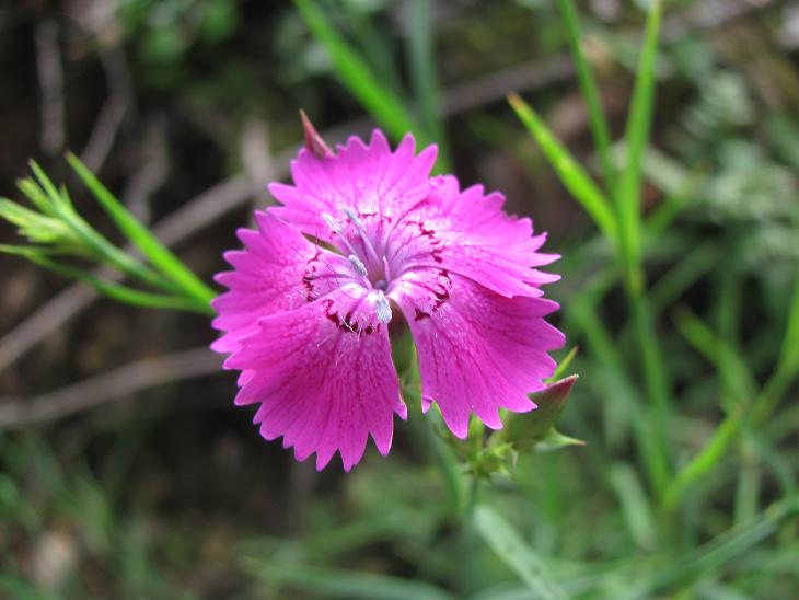 Dianthus seguierii / Garofano di Seguier